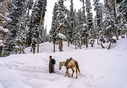 Pahalgam Pony Rides