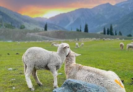 Sonmarg Union Taxi Booking